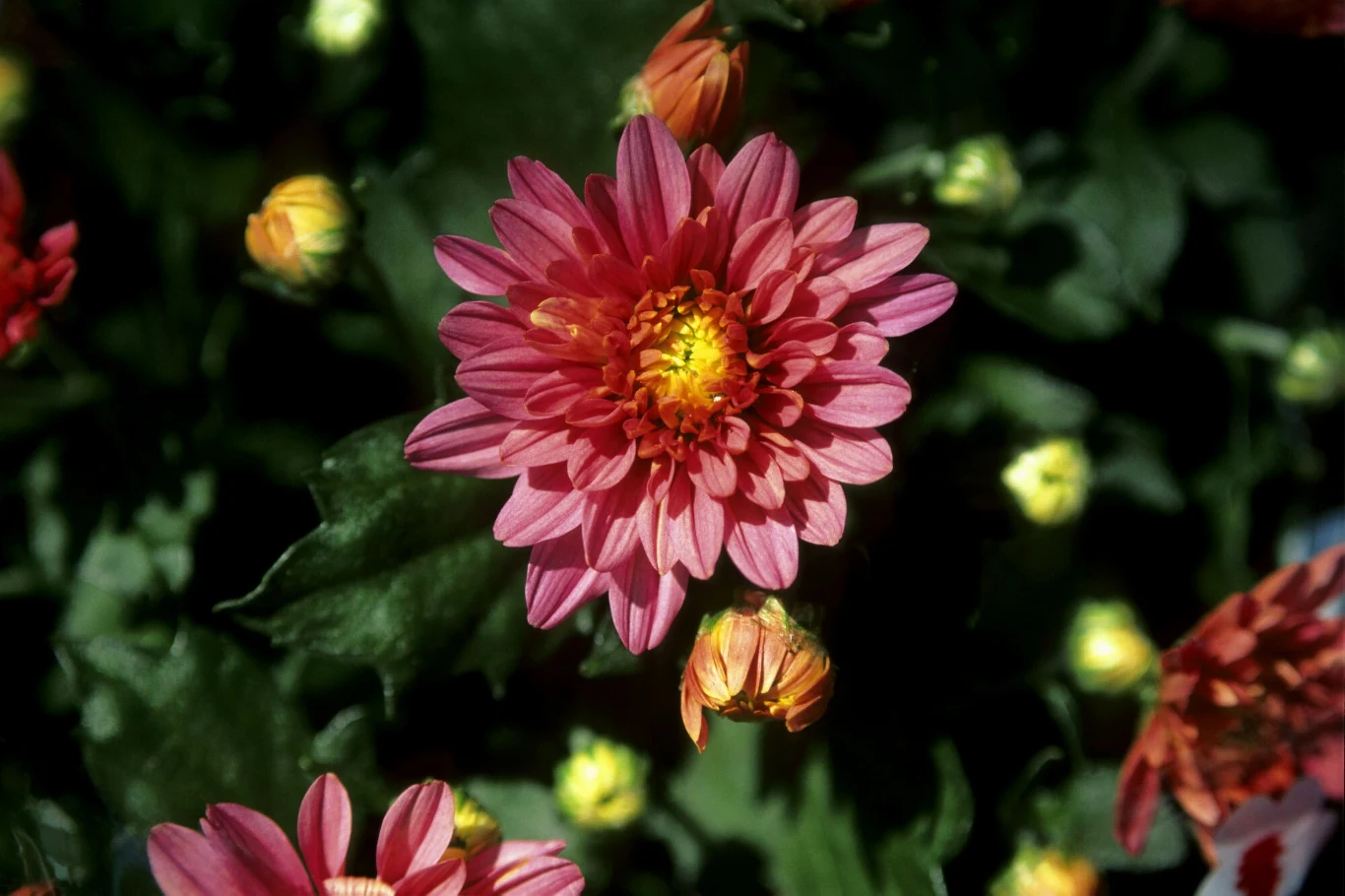 Różowy kwiat z żółtym środkiem otoczony zielonymi liśćmi i pąkami, tło rozmyte z dominującą zielenią.