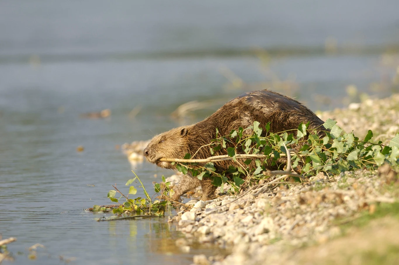 Bóbr siedzący na brzegu rzeki trzyma w pysku gałązki liściaste, wokół niego widoczny żwirowy brzeg oraz spokojna tafla wody.