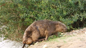 Urzędnicy namawiają do zgłaszania bobrów. Przyrodnicy zwęszyli podstęp