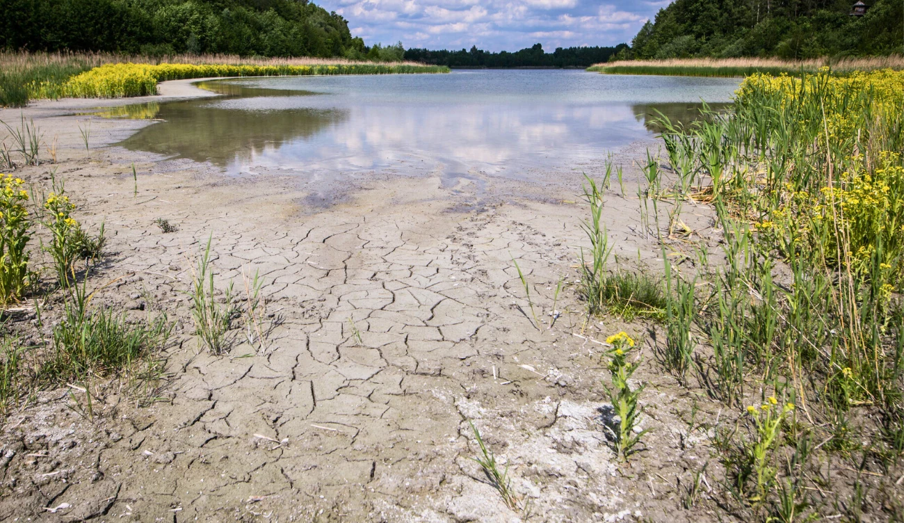 Katastrofa na Pojezierzu Gnieźnieńskim. Czy znikną na zawsze? Katastrofa na Pojezierzu Gnieźnieńskim. Czy znikną na zawsze?
