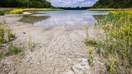 Katastrofa na Pojezierzu Gnieźnieńskim. Czy znikną na zawsze? 