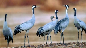 Żurawie kochają długo