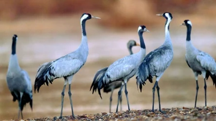 Żurawie kochają długo