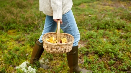 Gdzie znajdziemy najwięcej kurek? 