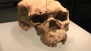 Czaszki sprzed 1,8 mln lat. Zaskakujące odkrycie z Chin
