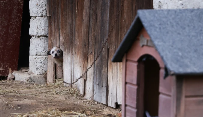 Dopłaty dla właścicieli psów. Minister rolnictwa: Posłużą przygotowaniu odpowiednich kojców