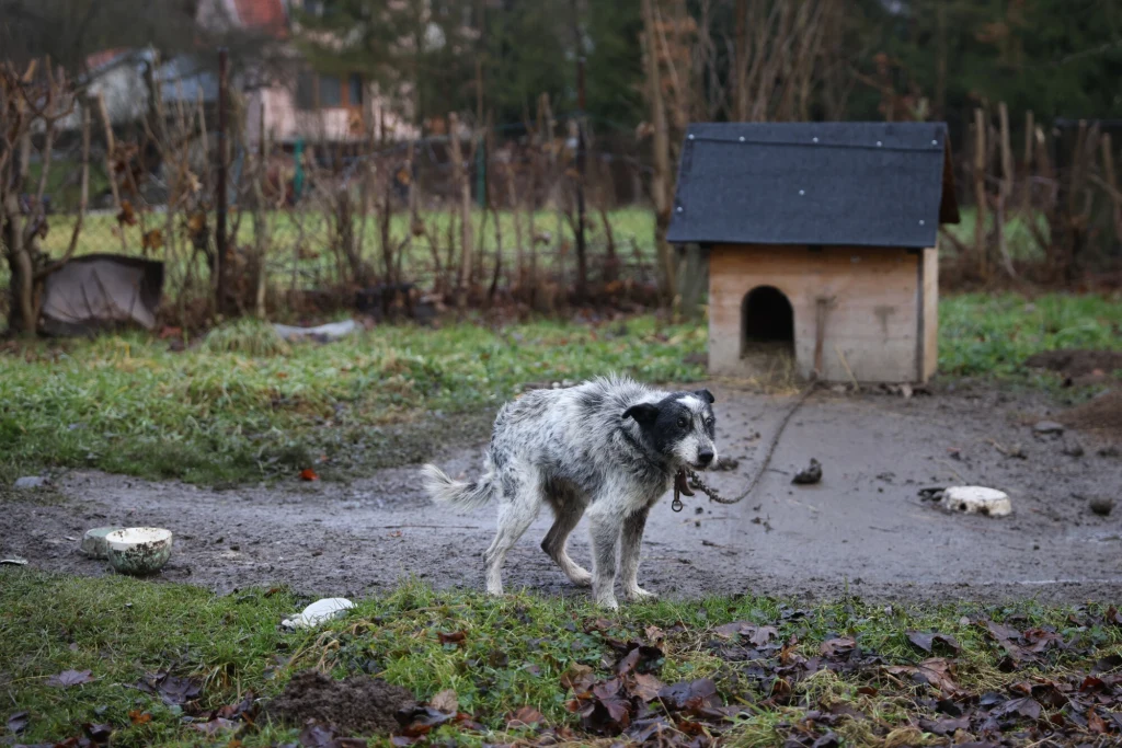 Smutny pies przywiązany łańcuchem do budy na zaniedbanym, błotnistym podwórku z widocznym brakiem opieki i świeżej wody.
