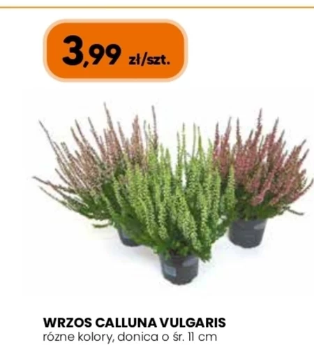 Горщик