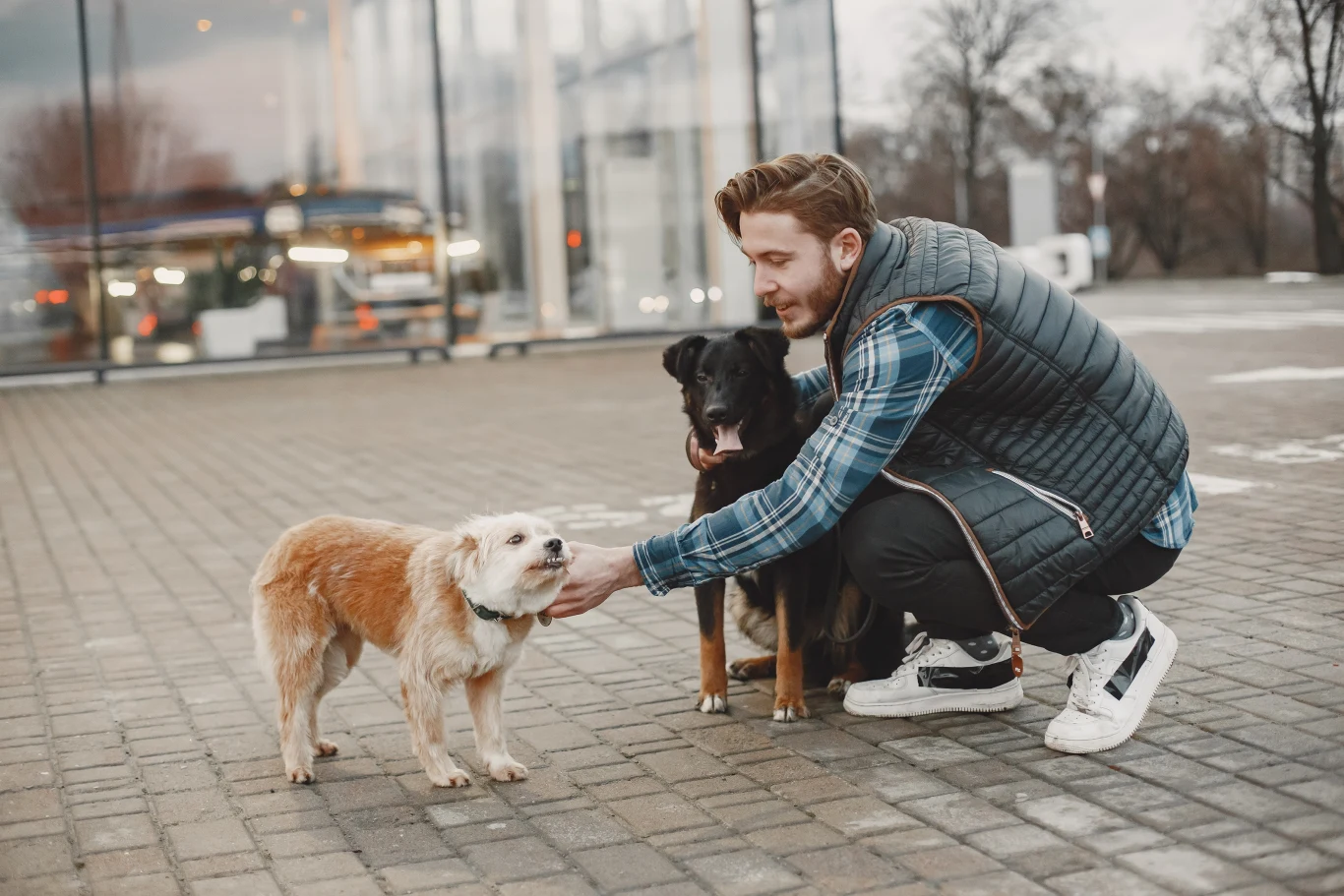 Psy świetnie wyczuwają nastroje i stan psychiczny opiekuna Młody mężczyzna kuca na chodniku, głaszcze dwa stojące obok psy, jeden jasnobrązowy, drugi czarny. W tle przeszklony budynek i widoczna ulica.