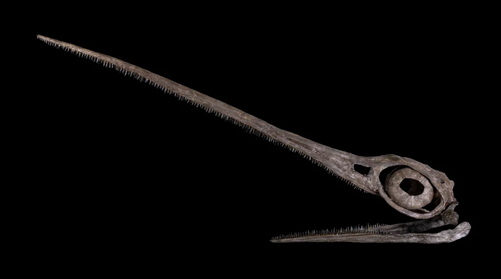 Czaszka prehistorycznego latającego gada z bardzo długim dziobem zaopatrzonym w drobne zęby, ciemne tło podkreśla szczegóły anatomiczne szkieletu.