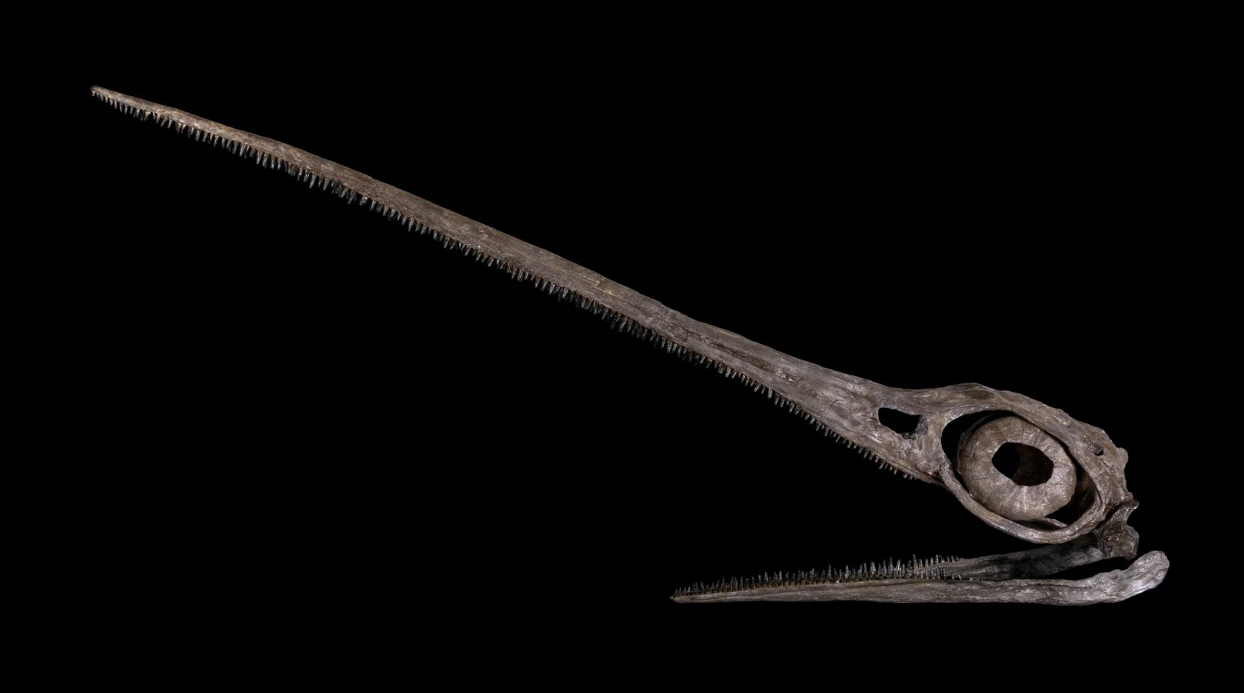 Niezwykły pysk eurinozaura. Górna szczęka była dłuższa od dolnej kilkukrotnie Czaszka prehistorycznego latającego gada z bardzo długim dziobem zaopatrzonym w drobne zęby, ciemne tło podkreśla szczegóły anatomiczne szkieletu.