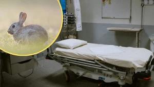 Dżuma królicza może atakować ludzi. Nowe przypadki w Niemczech