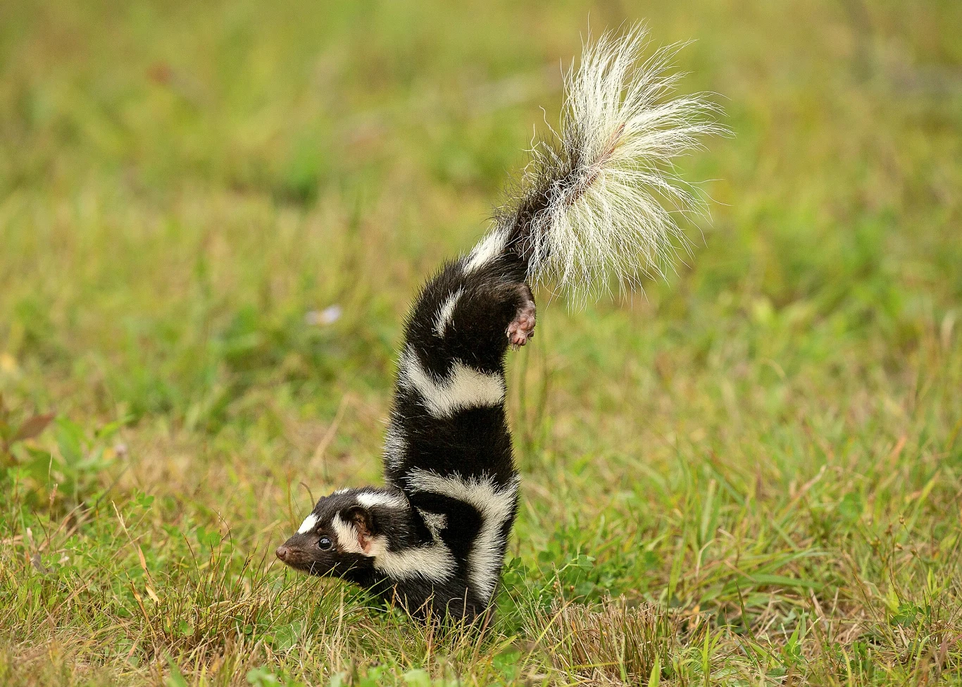 Skunksik plamisty to urodzony akrobata. Tak strzela smrodem Mały skunks o biało-czarnym umaszczeniu stoi na przednich łapach, unosząc wysoko ogon, otoczony jest krótką zieloną trawą.