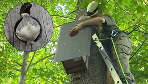 Niecodzienny pomysł Polaków. Pancerna broń na najgroźniejszego drapieżnika