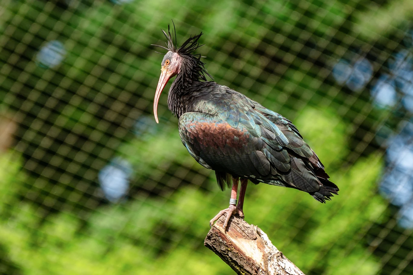 Ibis grzywiasty to ptak powracający w miejsca, w których go wytępiono Czarny ibis z charakterystycznymi ciemnymi piórami i wydłużonym dziobem siedzi na gałęzi, w tle widoczne zielone liście i siatka ogrodzenia.