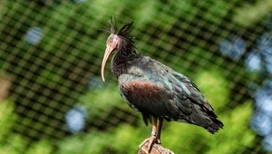 Bezcenny ptak uciekł z polskiego zoo. Finał ucieczki zaskakujący