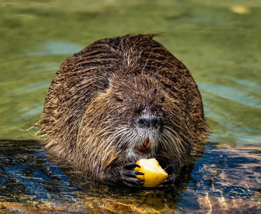 Nutrie stanowią ciągły problem w Rybniku