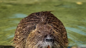Nutrie stanowią ciągły problem w Rybniku