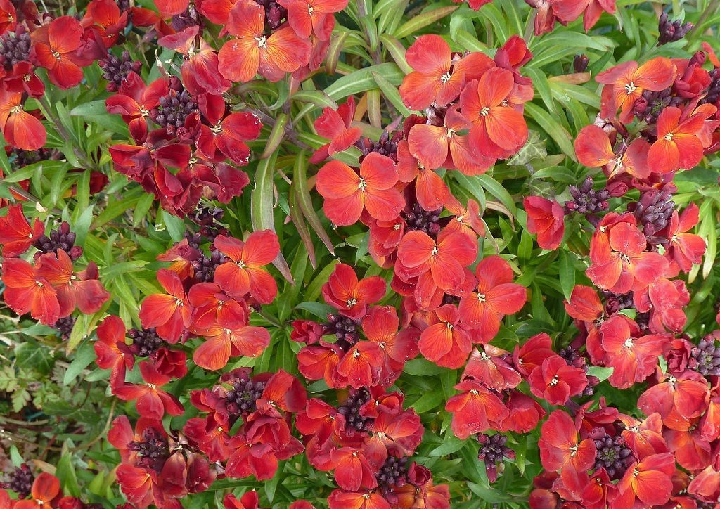 Czerwone i pomarańczowe kwiaty o czterech płatkach zebrane w zwarte kępy na tle zielonych liści, tworzące kolorowy, bujny dywan roślinny.