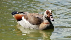 Wygląda niewinnie, ale jest bardzo inwazyjna. Przenosi groźnego wirusa