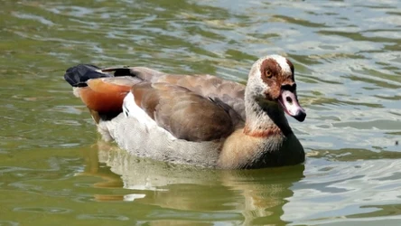 Gęsiówka egipska jest niebezpiecznym gatunkiem inwazyjnym