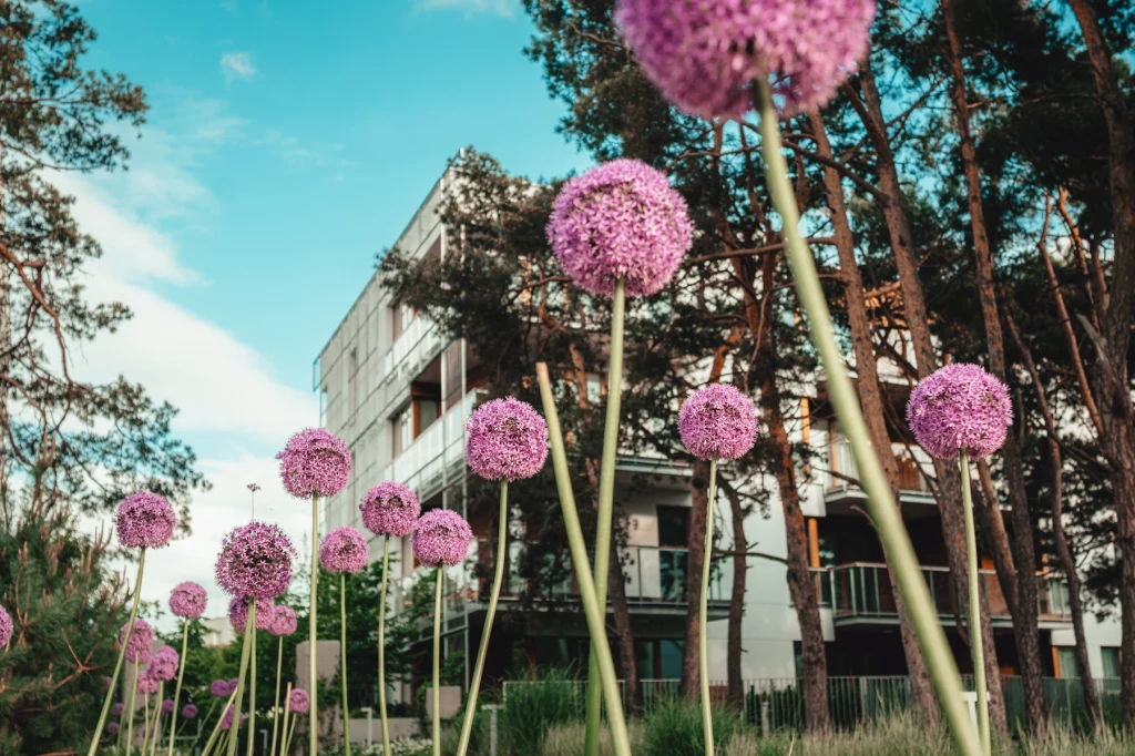 Wysokie ozdobne kwiaty o fioletowych kulistych baldachach wyrastające spośród drzew iglastych przed nowoczesnym budynkiem mieszkalnym, jasne niebo w tle.