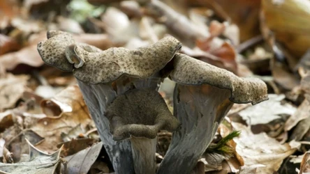 Te grzyby nazywają czarnym złotem, świetnie sprawdzą się na sos 