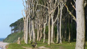 Niezwykłe miejsce nad Bałtykiem. Turyści nazwali je Lasem Duchów