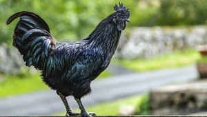 Czarny kogut istnieje naprawdę. Cena tego ptaka może wprawić w osłupienie