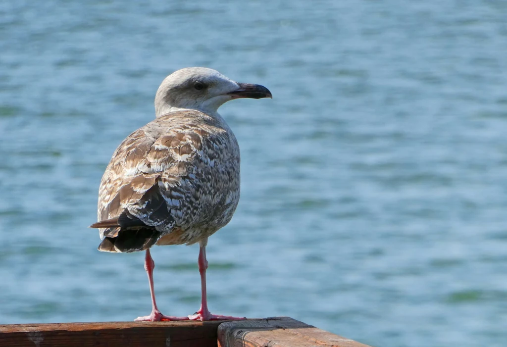 Dlaczego nie powinno się dokarmiać mew