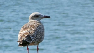 Karmisz mewy nad morzem? Przestań. To szkodzi i ptakom, i ludziom