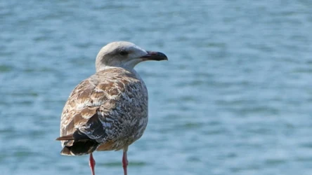 Dlaczego nie powinno się dokarmiać mew
