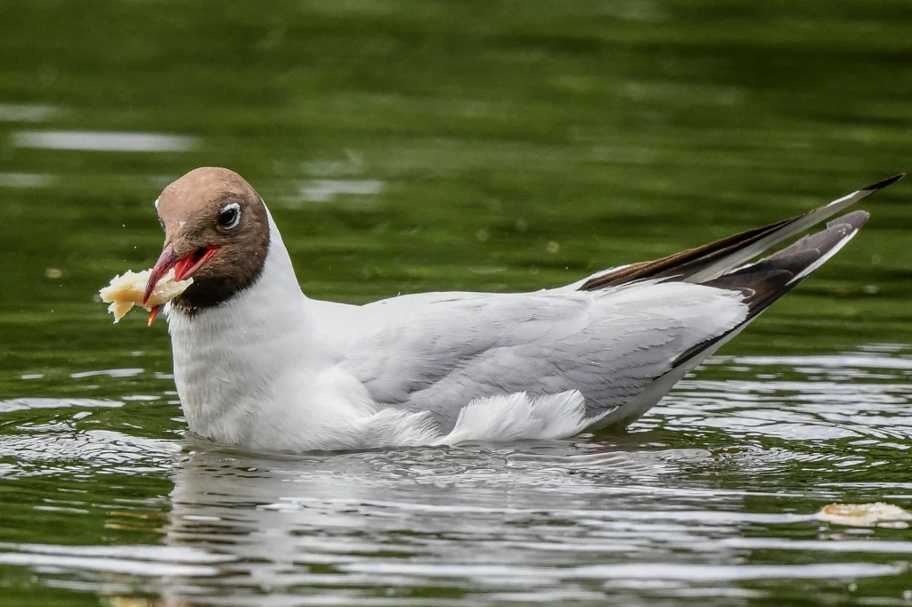 Mewa z ciemnobrązową głową unosi się na wodzie, trzymając w dziobie kawałek chleba, otoczona zielonym odbiciem roślinności na tafli wody.