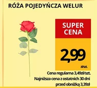 Роза