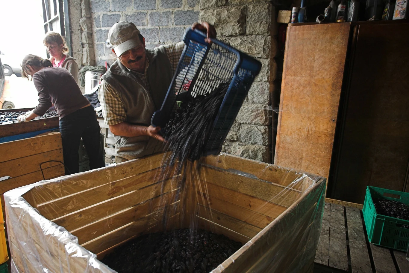 Po wysuszeniu śliwek są dzielone na mniejsze porcje i pakowane do dystrybucji