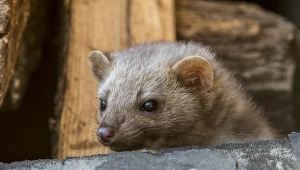 Wystarczy, że położysz w domu. Kuny będą uciekać, gdzie pieprz rośnie