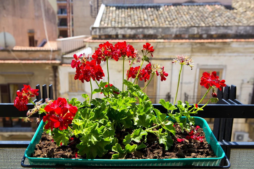 Czerwona pelargonia rosnąca w zielonej donicy ustawionej na balkonie, w tle widoczne kamienice o ceglanych dachach.