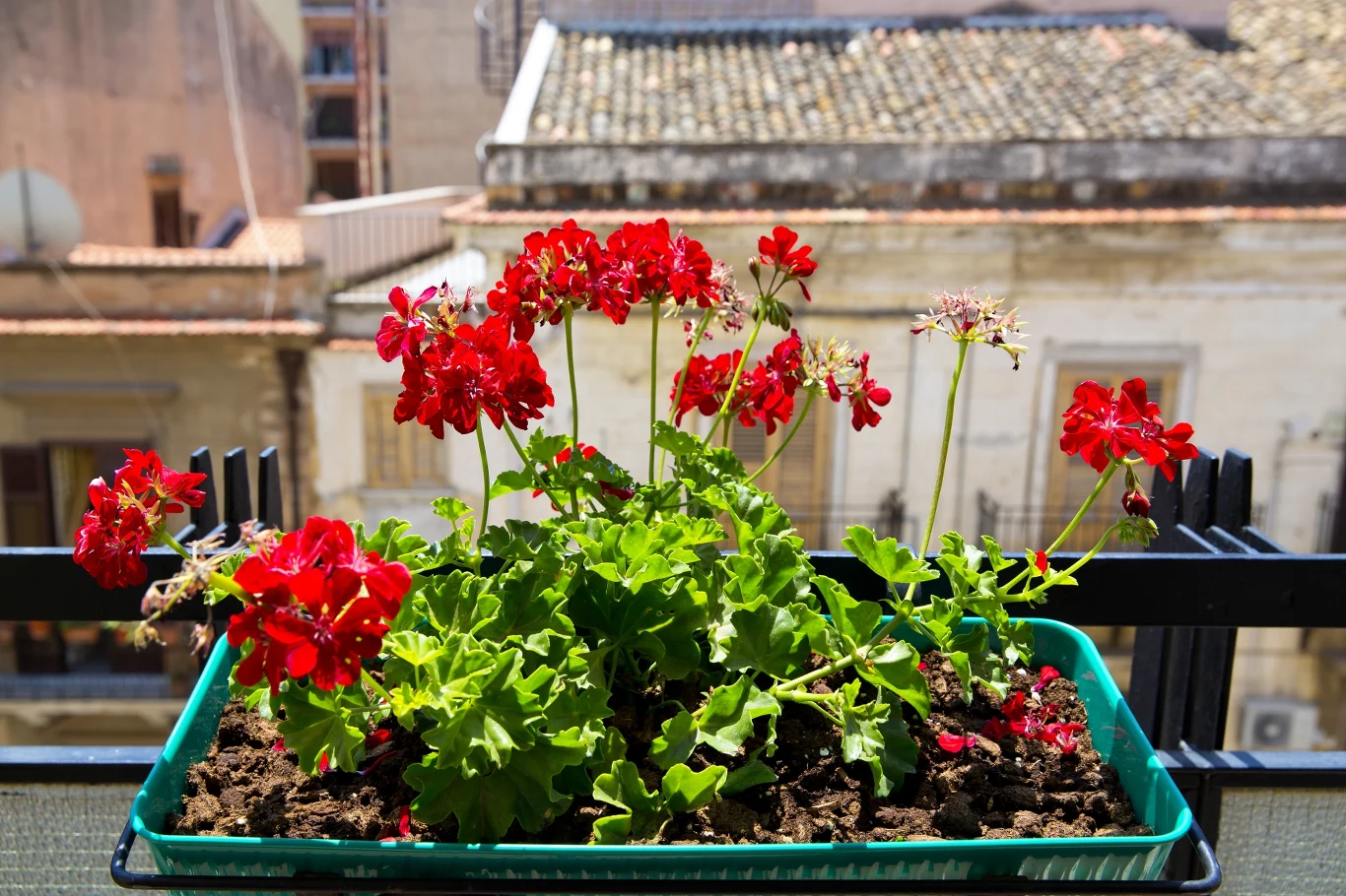 Czerwona pelargonia rosnąca w zielonej donicy ustawionej na balkonie, w tle widoczne kamienice o ceglanych dachach.