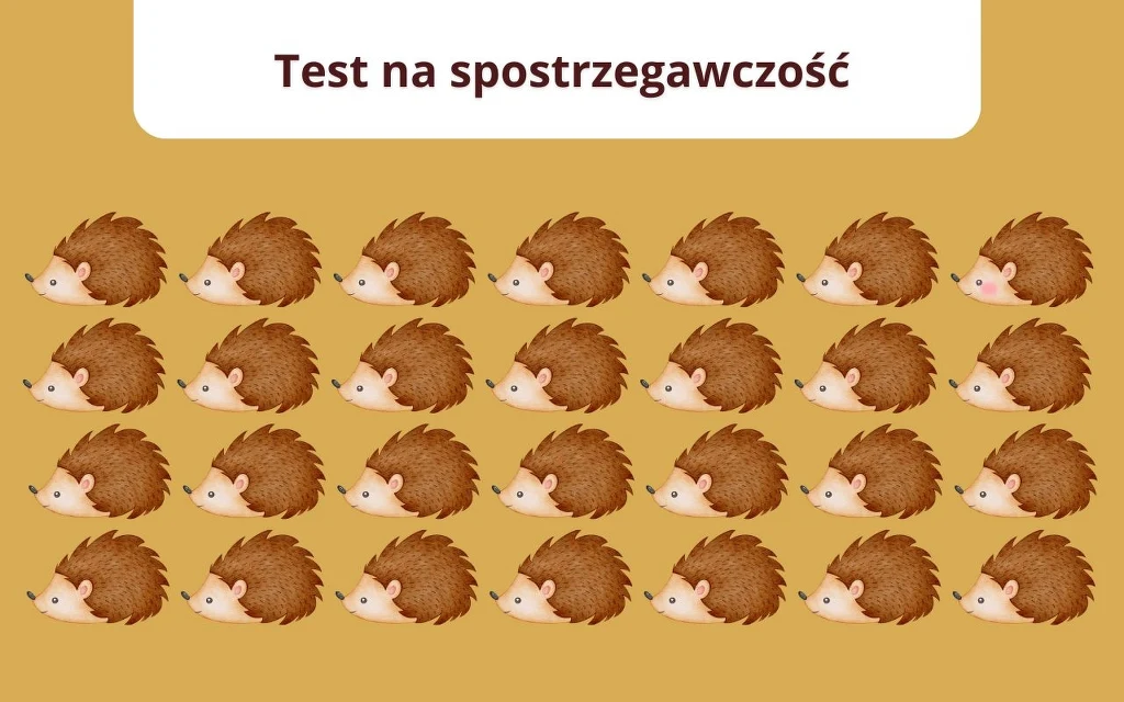 Test na spostrzegawczość: Który jeż jest inny? 