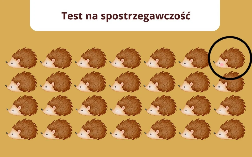 Rząd jeżyków ustawionych w rzędach na żółtym tle, jeden z jeży wyróżnia się różowym policzkiem i jest otoczony czarnym okręgiem.