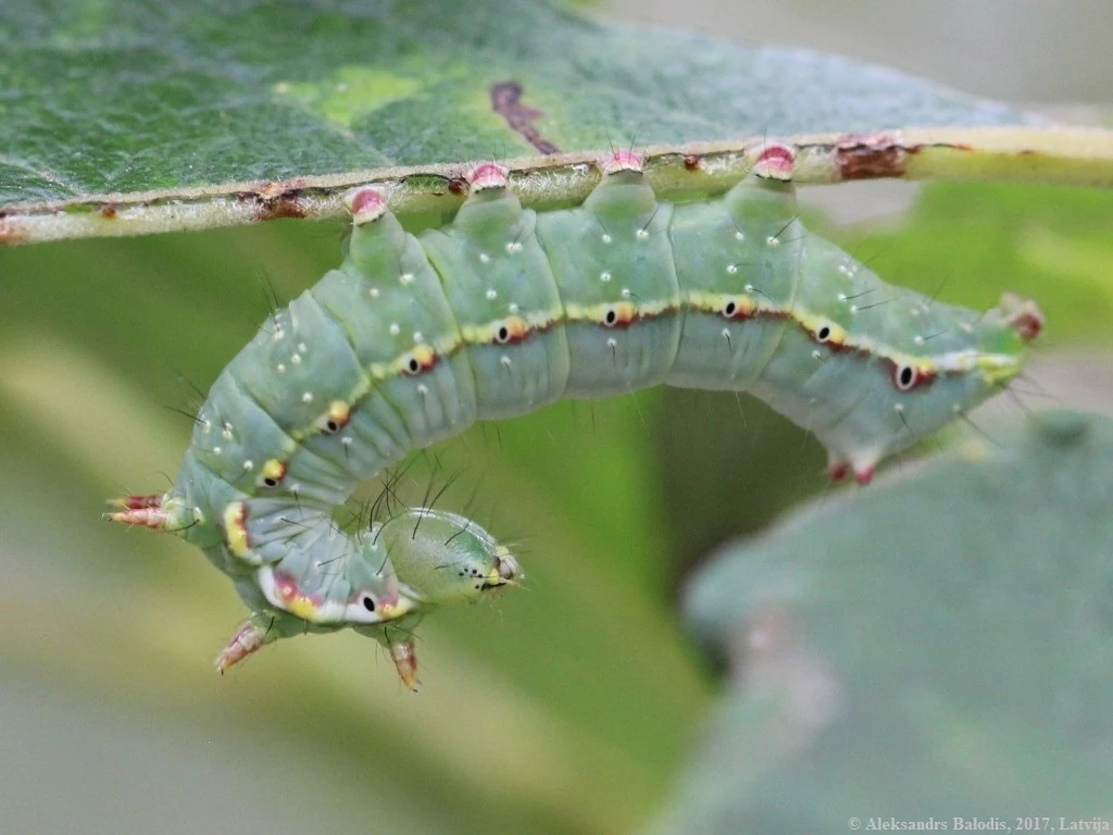 Zielona gąsienica z wyraźnymi segmentami i żółtymi akcentami przemieszcza się po dolnej stronie liścia, otoczona naturalnym środowiskiem roślinnym.