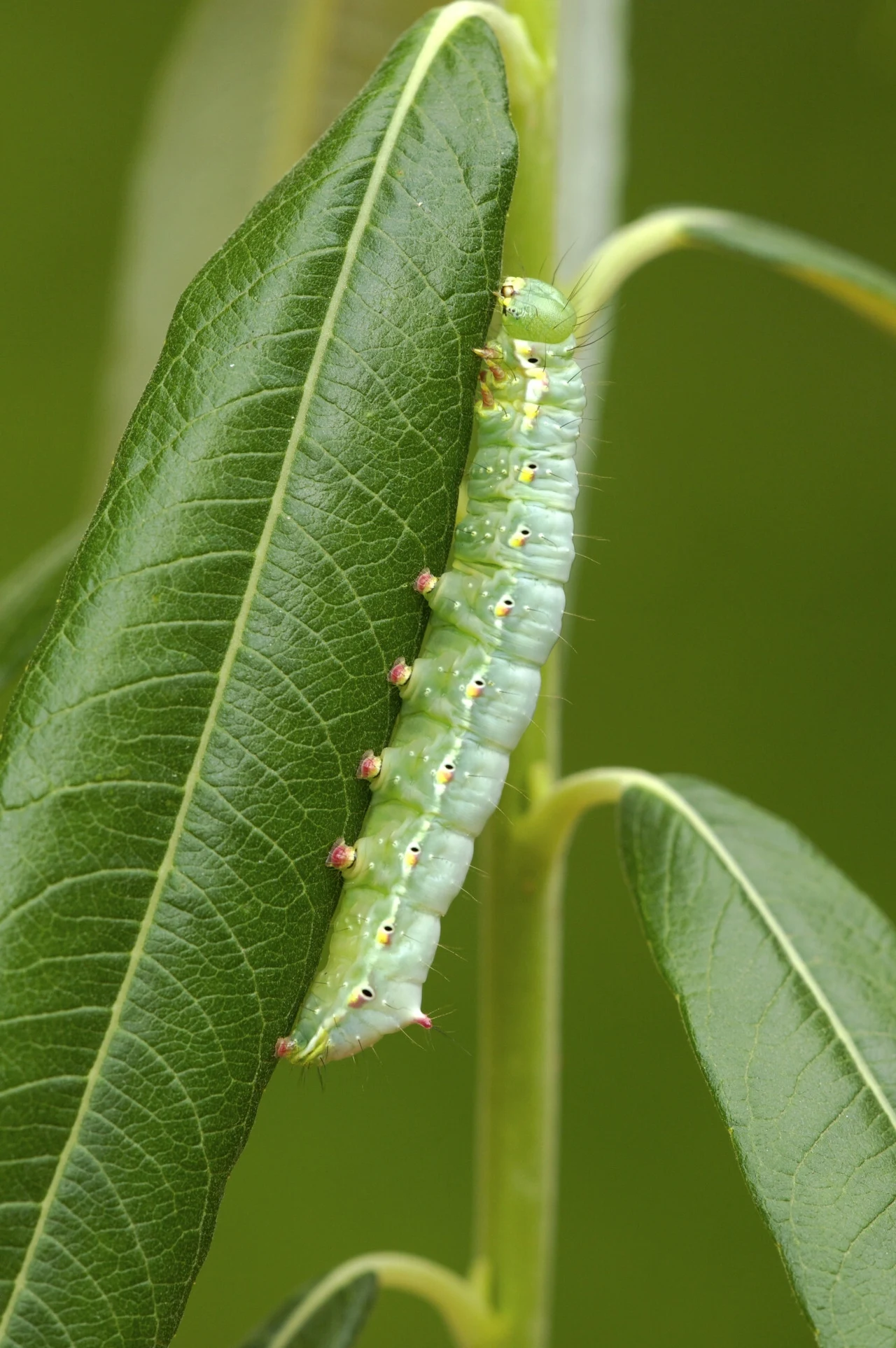 Zielona gąsienica o wydłużonym ciele z jasnymi paskami i małymi różowymi guzami pełzająca po zielonym liściu w otoczeniu innych liści na tle rozmytej zieleni.
