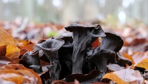 Ten grzyb zaskakuje smakiem i właściwościami prozdrowotnymi, choć wielu omija go w lesie