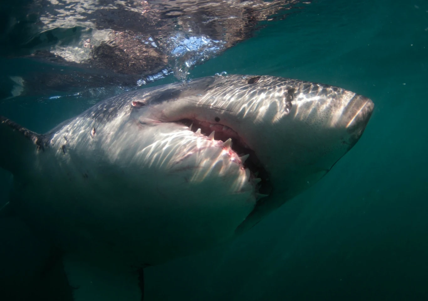 Wielki rekin wynurzający się z ciemnej, głębokiej wody, z szeroko otwartą paszczą ukazującą ostre zęby, światło odbija się na jego łuskach, podkreślając drapieżny charakter zwierzęcia.