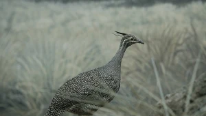Lotnicy, którzy zeszli na ziemię. Nieloty kiedyś potrafiły latać