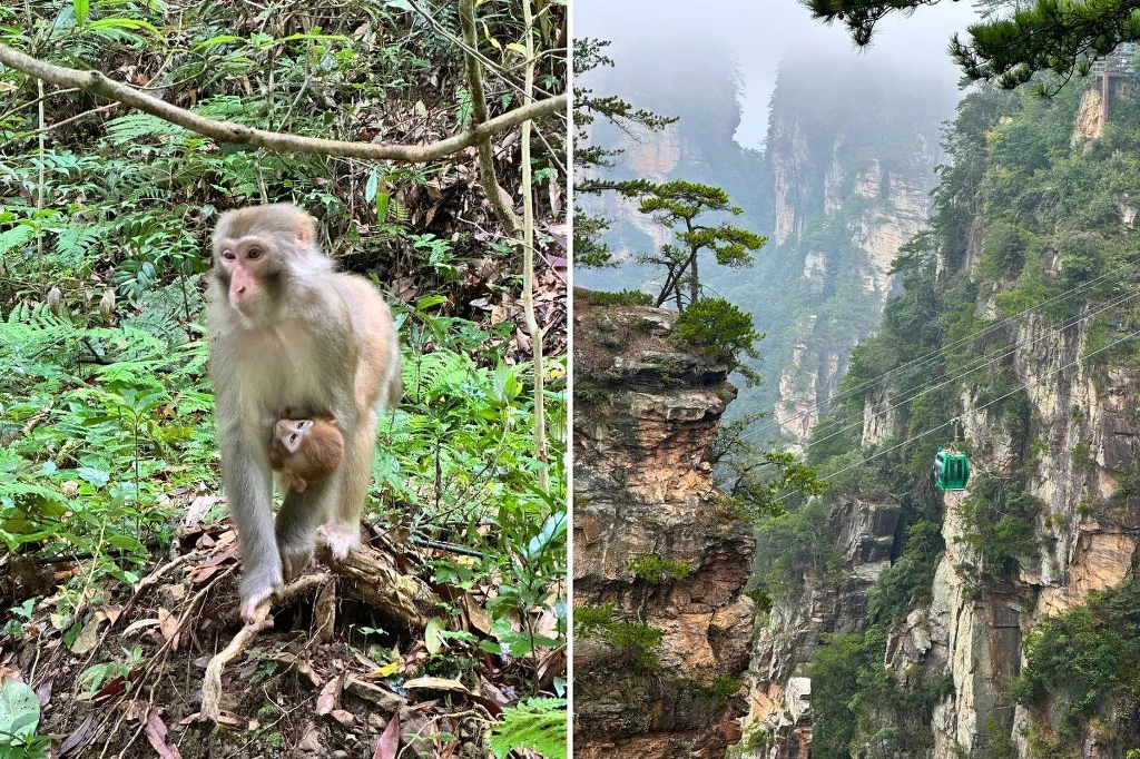 Dolne części parku zamieszkują dzikie makaki Małpa poruszająca się po lesie oraz górski krajobraz z kolejką linową przemieszczającą się między urwistymi skałami porośniętymi zielenią.