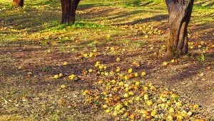 Nie wyrzucaj zgniłych owoców. Tak wykorzystasz spady z sadu