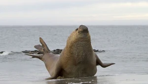 To największy drapieżnik świata. Nazywany jest słoniem morskim