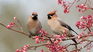 Jemiołuszki i ich czerwone pióra. Wśród jesiennej czerwieni dobrze je maskują