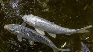 Znęcanie się nad rybami na krakowskiej uczelni. Rusza proces 